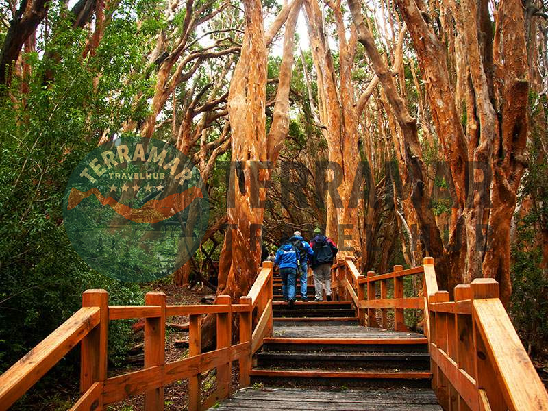 bosque arrayanes bariloche sendero.jpg
