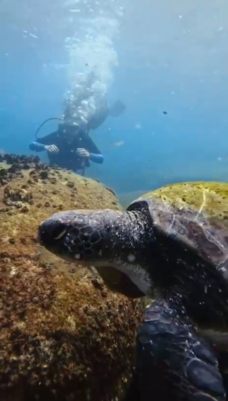 Buceo mergulho Ilha Xavier Florianópolis